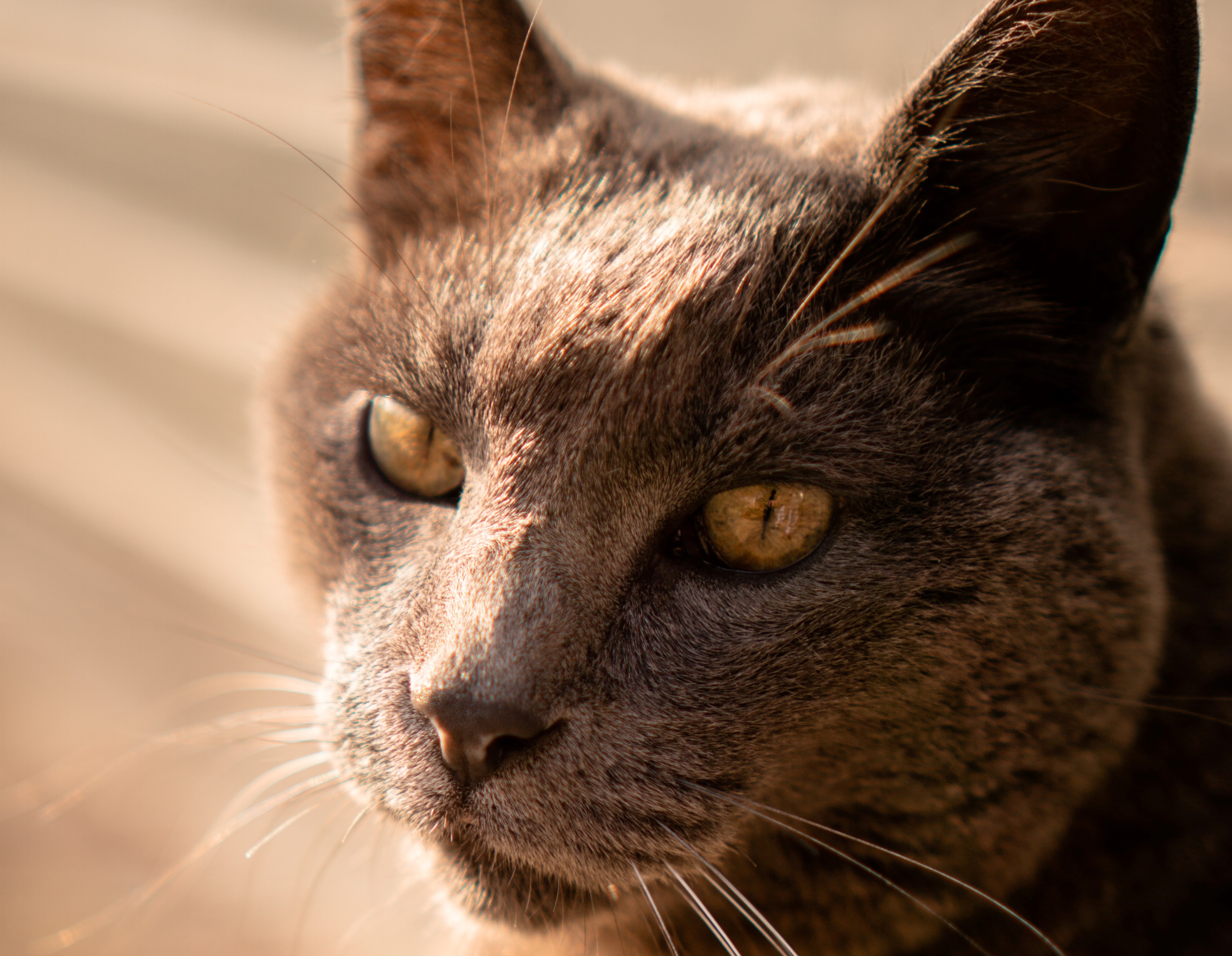 Does My Cat Have Arthritis? 5 Tips On How To Spot It!